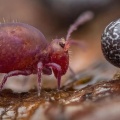 Springtail (Collembola) and slime mold